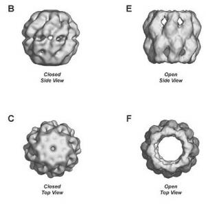 protein-folding chaperonin molecule